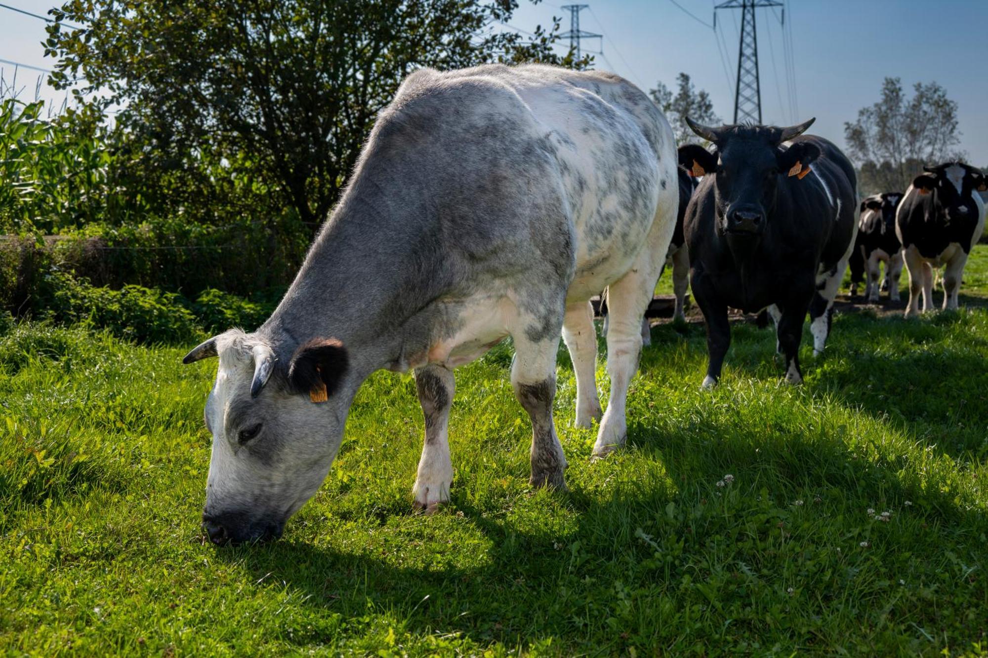 Geetkotmolenhoeve Lochristi Eksteriør bilde